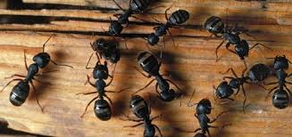 Tiny black ants tend to show up in kitchens and bathrooms, trailing around and seemingly out of nowhere. How To Get Rid Of Carpenter Ants And Keep Them Out For Good