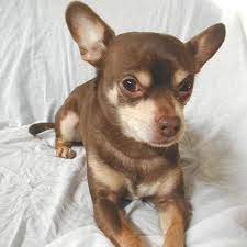 Como Es Un Chihuahua Perros Chihuahua Amor De Perro Mascotas Bonitas