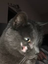 Learn about oral cancer in cats symptoms, as well as treatment methods available. I Need More Advice For My Cat With Oral Cancer What Would You Do Thecatsite