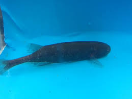 Baby Whale For Sale Exotic Fish Shop 774 400 4598