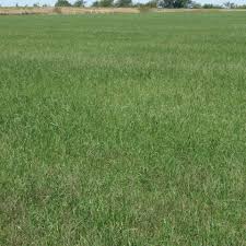Image result for Eragrostis tef
