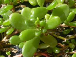 Image result for Sesuvium portulacastrum