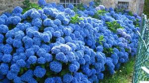 Blaue Hortensie Sorgt Fur Eine Prachtige Farbe Im Garten Hortensien Garten Pflanzen Und Blaue Hortensien