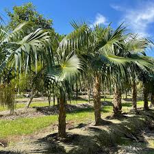 Image result for Coccothrinax