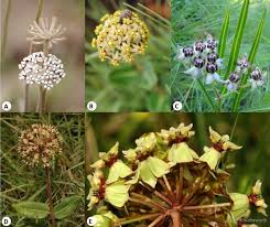 Image result for Asclepias albens