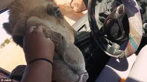 Most tourists head to the sam sand dunes, which are unappealingly commercial and crowded these days. Camel Eats Visitors Lunch Through Car Window In Texas Daily Mail Online