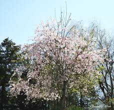 The weeping cherry tree, like most flowering trees, can heal a small wound to its bark and pith quickly. Weeping Tree Growing Straight How To Fix A Non Weeping Cherry Tree