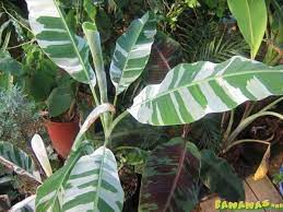 Ae ae banana review + banana ketchup recipe. Musa Ae Ae Bananas Variegated Plants Plants White Plants