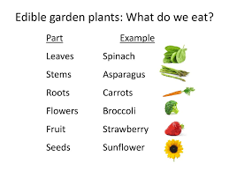 In fact, some flowers can be poisonous. In Collaboration With Ppt Download
