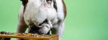 As a general rule of thumb, you should feed a french bulldog puppy aged the complete french bulldog puppy guide for new frenchie. Dog Food Recipes Facts Woofwoof Dog Supplies