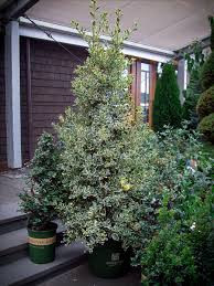 We did not find results for: Santa S Delight Holly Trees For Sale Online The Tree Center