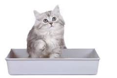 How Often to Change Cat Litter | ARM & HAMMER™ Cat Litter