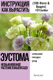 как вырастить розы из семян в домашних условиях видео Eustoma 100 Foto Posadka Uhod Vyrashivanie Bolezni Otzyvy Posadka Cvetov Cvetnik Plan Cvety Vo Dvore