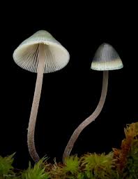 Image result for Indigofera subulifera