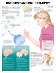 Medical Exhibits Demonstrative Aids Illustrations And Models