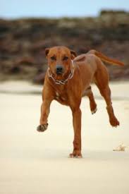 These days, they're less likely to hunt lions and more likely to hunt a soft spot on. Rhodesian Ridgeback Breed Information Pictures Ridgeback Lion Dog And The African Lion Hound