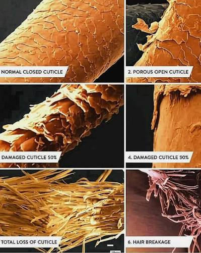 Understanding Hair Cuticle Damage Through a Scientific Lens 🔬 . Each  strand of hair is protected by a cuticle layer. When this layer becomes  compromised, it directly affects texture, strength, and overall