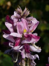 Image result for Pueraria