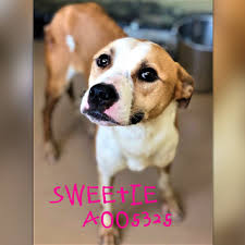 Welcome to the save a life pet rescue, inc. Pin On Adopt A Pet Rescue Animals