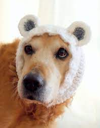 Bear Snood For Dogs Bear Ears For Large Dogs Bear Dog Etsy Bear Dog Dog Hat Dog Jumpers