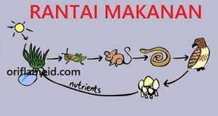 Rantai makanan #rantai makanan adalah peristiwa makan dan dimakan antara makhluk hidup dengan urutan tiap tingkat dari rantai makanan dalam suatu ekosistem disebut tingkat trofik. Rantai Makanan Terdiri Satu Produsen Empat Tingkat Konsumen