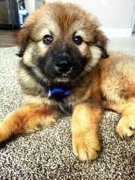 History of the corgi german shepherd mix. Golden Retriever German Shepherd Mix Golden Retriever German Shepherd Golden Retriever German Shepherd Mix Shepherd Mix Puppies