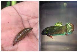 Categories betta imbellis, ikan hiasan, ikan laga, ikan laga kampung, ikan laga liar, uncategorized tags betta imbellis, ikan laga kampung, ikan untuk dijual leave a comment. Ikan Laga Kampung Jadi Buruan