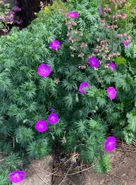 Image result for Geranium aculeolatum