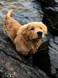 Lily is an akc english golden retriever. Pin By Horeb Mahmood On Moritas Dogs Golden Retriever Cute Puppies Cute Dogs