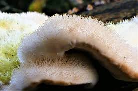 Image result for Craterostigma hirsutum