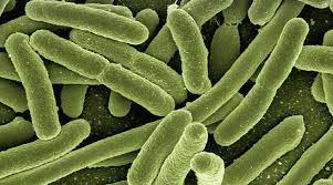 Prokaryotes represent one of the two fundamental prokaryotes are further divided into two main kinds of organisms: Where And How Do Rnas Localize In Tiny Prokaryotic Cells Advanced Science News