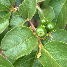 Image result for Vangueria esculenta