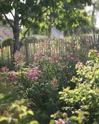 Rosa Mozart Ein Schweizer Garten Garten Pflanzideen