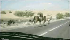 Gid definition, a disease of cattle and especially of sheep in which the brain or spinal cord is infested with larvae of the dog example sentences from the web for gid. Holy Moly Get More Funny Gifs At Http Worklad Co Uk Category Gifs Worklad Lad Banter Funny Lad Pics Funny Horses Funny Horse Horses