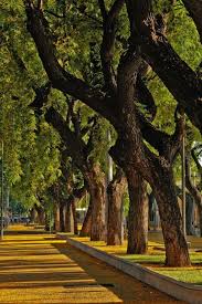 Viña arboleda fue fundada en 1999 y elabora vinos elegantes de clase mundial. Arboleda De Mendoza Tree Favorite Places Tree Trunk