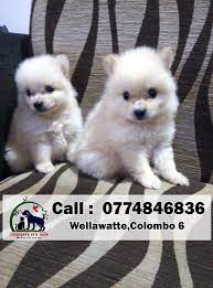 Buy and sell dogs to buy on animals sale page 1. Lion Pomeranian Puppies Males 41days Evergreen Pets Shop Facebook