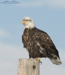 bald eagles age progression from one to five years old