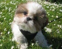 The shih tzu chihuahua mix's temperament Shih Tzu Training Tips The Shih Tzu Information Center
