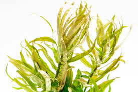 Image result for Nesaea