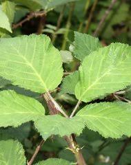 Image result for Rubus chapmanianus