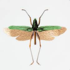 Animal Fabuleux Assiette Insecte 2 Histoire Naturelle Histoire Naturelle Insectes Assiette Porcelaine