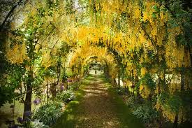 Image result for Laburnum