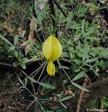 Image result for Crotalaria incompta
