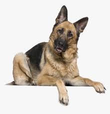 Jun 19, 2021 · the german shepherd was 13. German Shepherd Dog Transparent Cartoons German Shepherd Png Png Download Transparent Png Image Pngitem