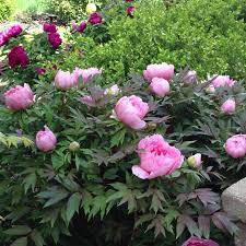 Japanese Tree Peonies From My Garden Peonies In Garden Peonies Garden Tree Peonies