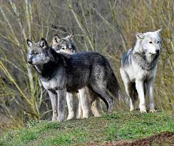 Pack Of Wolves Beautiful Dogs Beautiful Wolves Wolves Photography