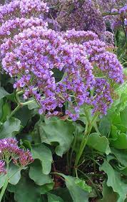 Pin On Gardening