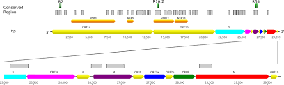 Frontiers | A Multiplex and Colorimetric Reverse Transcription  Loop-Mediated Isothermal Amplification Assay for Sensitive and Rapid  Detection of Novel SARS-CoV-2