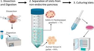Check spelling or type a new query. A Practical Guide To Rodent Islet Isolation And Assessment Revisited Biological Procedures Online Full Text