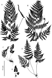 Image result for Triplophyllum